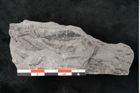 Foto (Detailansicht) von Neuropteris sp.  (NHMW-GEO-2024-0188-10695)